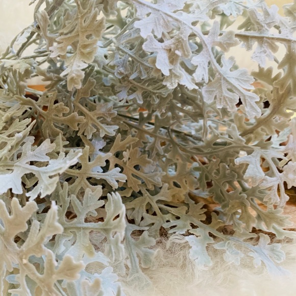 Dusty Miller Stem - Picture 3 of 5